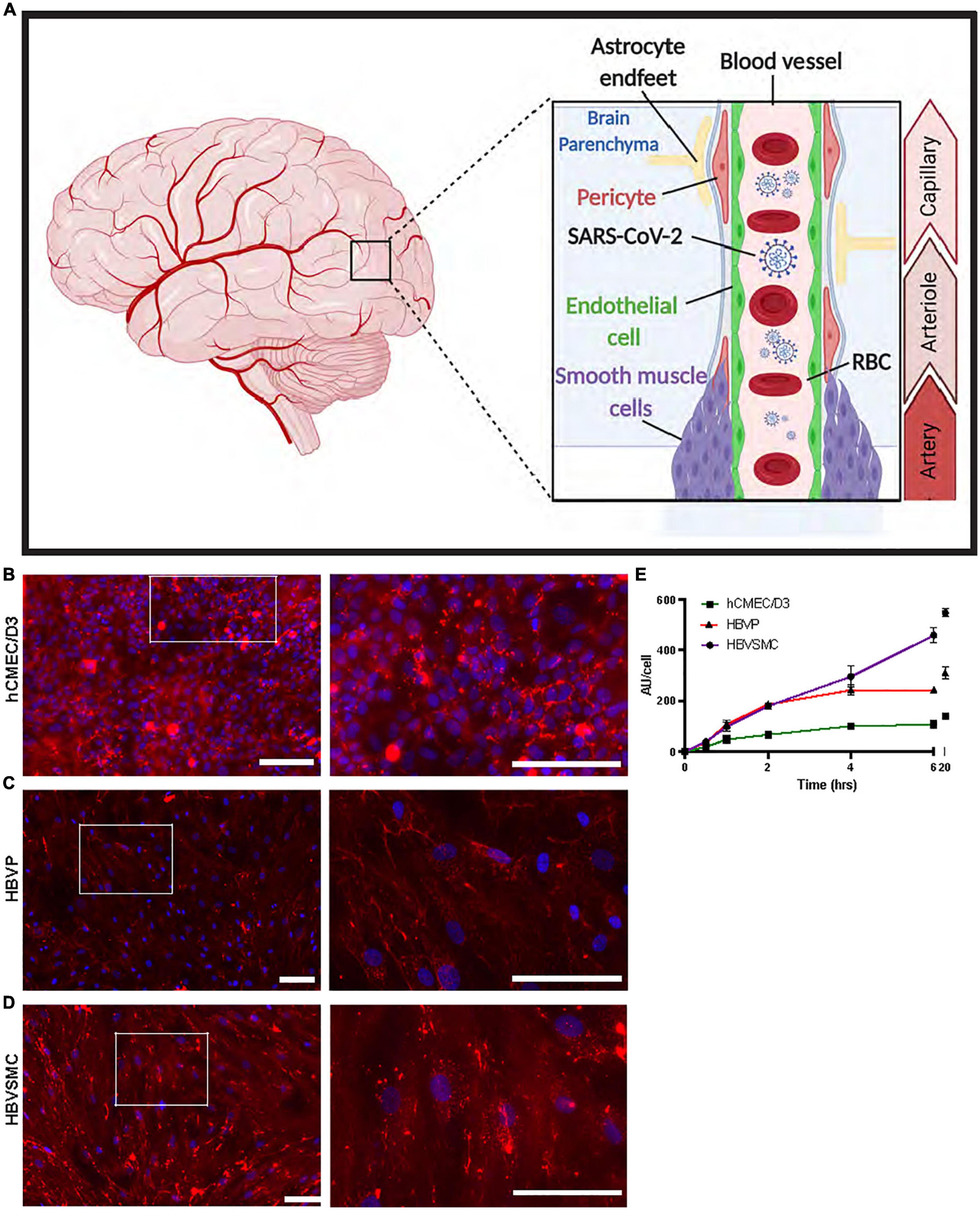 Uptake of severe acute respiratory syndrome coronavirus 2 spike protein mediated by angiotensin converting enzyme 2 and ganglioside in human cerebrovascular cells